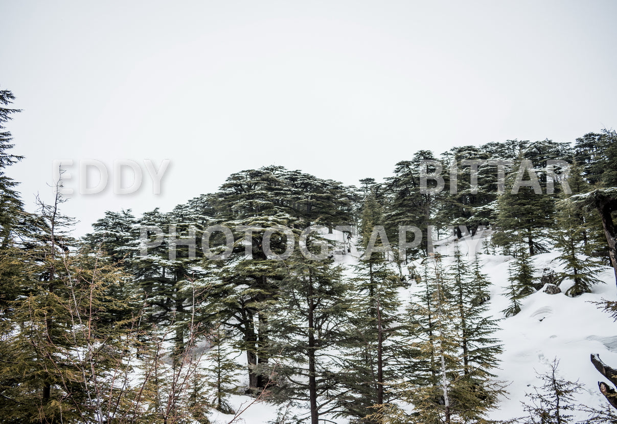 Snow-covered mountains in the Cedars