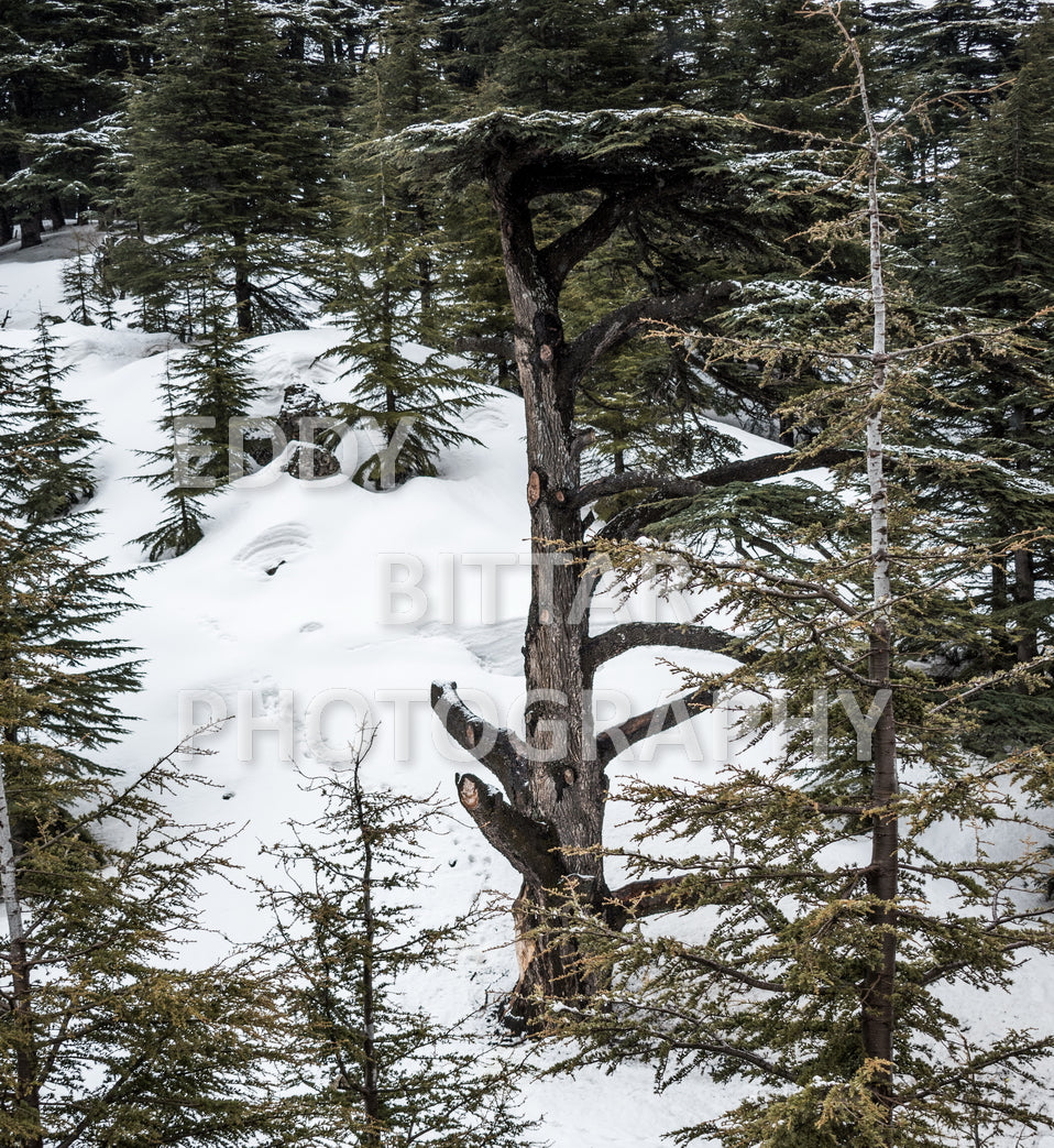 Snow-covered mountains in the Cedars