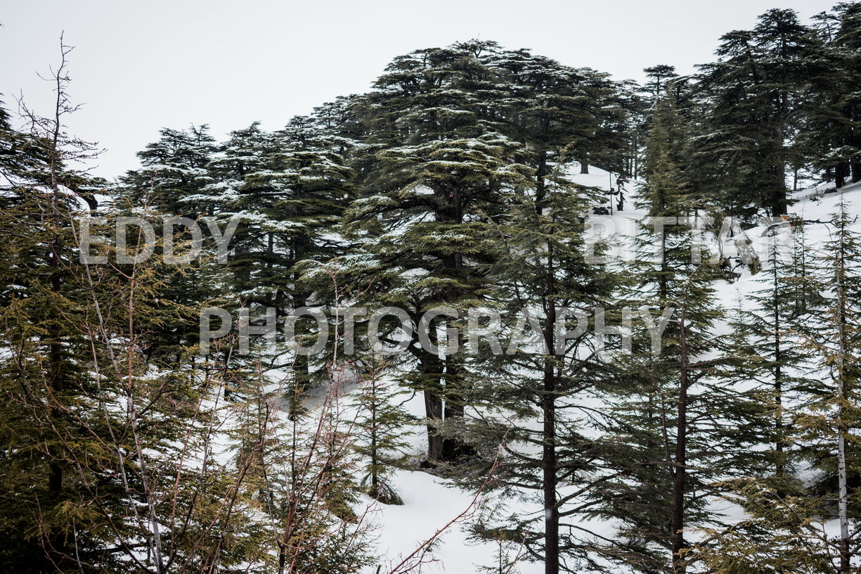 Snow-covered mountains in the Cedars