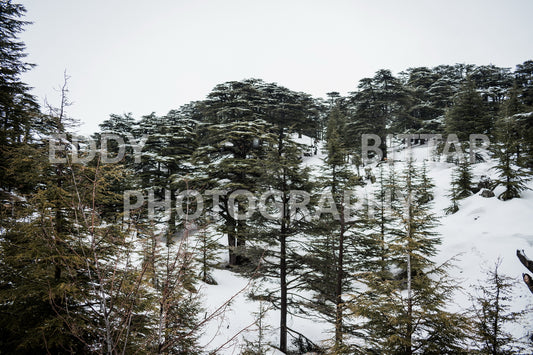 Snow-covered mountains in the Cedars