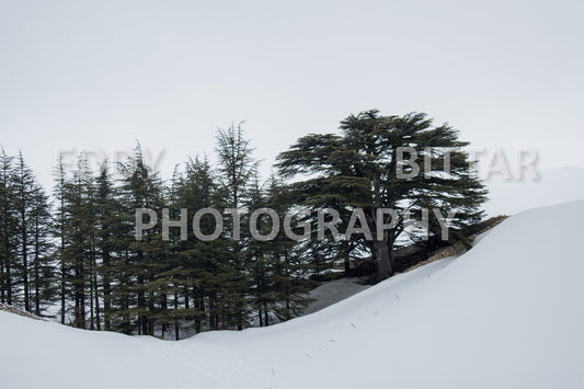 Snow-covered mountains in the Cedars